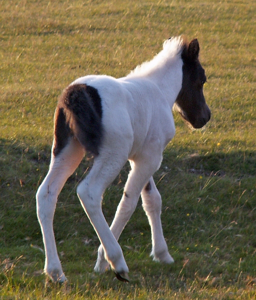 19 Dartmoor Pony.JPG - KONICA MINOLTA DIGITAL CAMERA